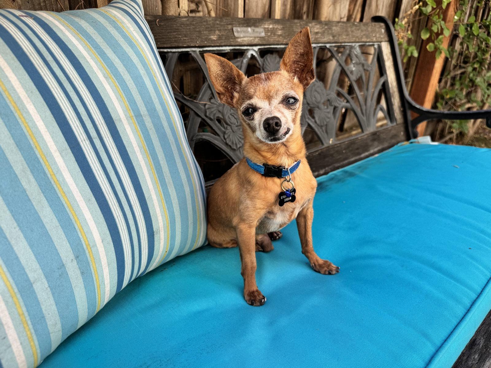 Buddy Boy, Adoptable, Senior Male Chihuahua.