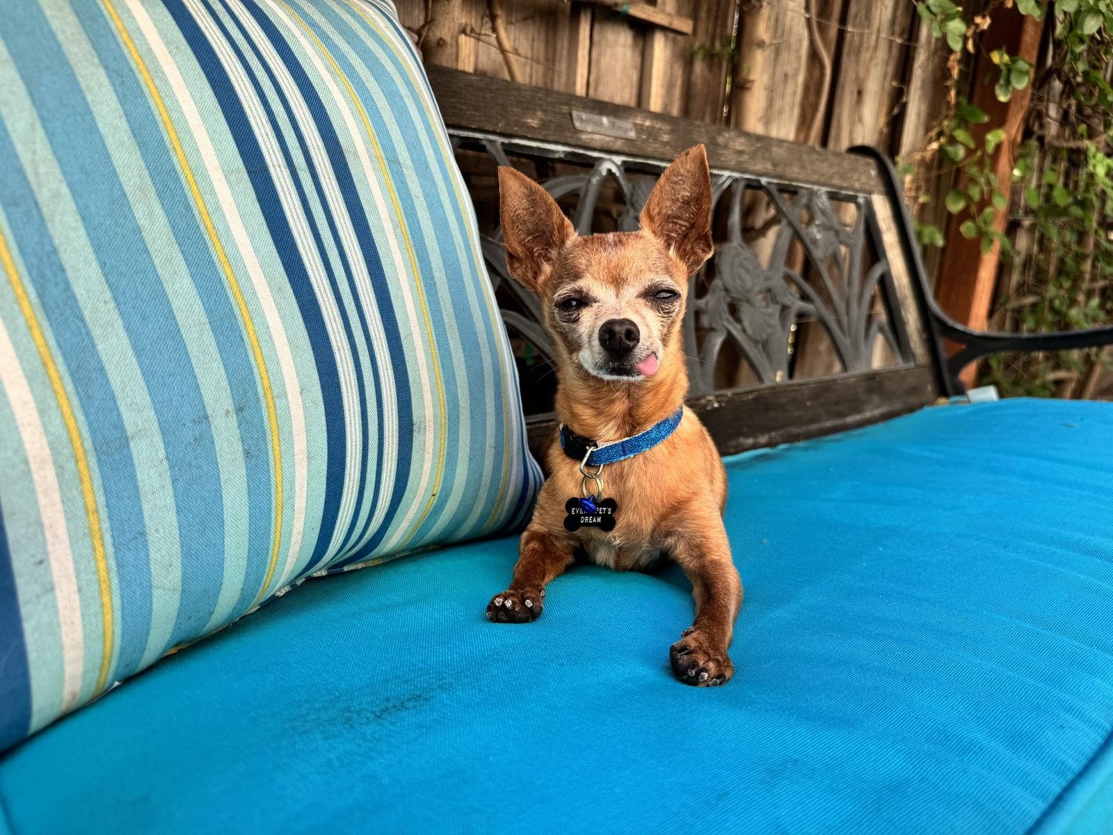 Enlarge Buddy Boy, a Adoptable Chihuahua in Santa Clara, CA image 2/3