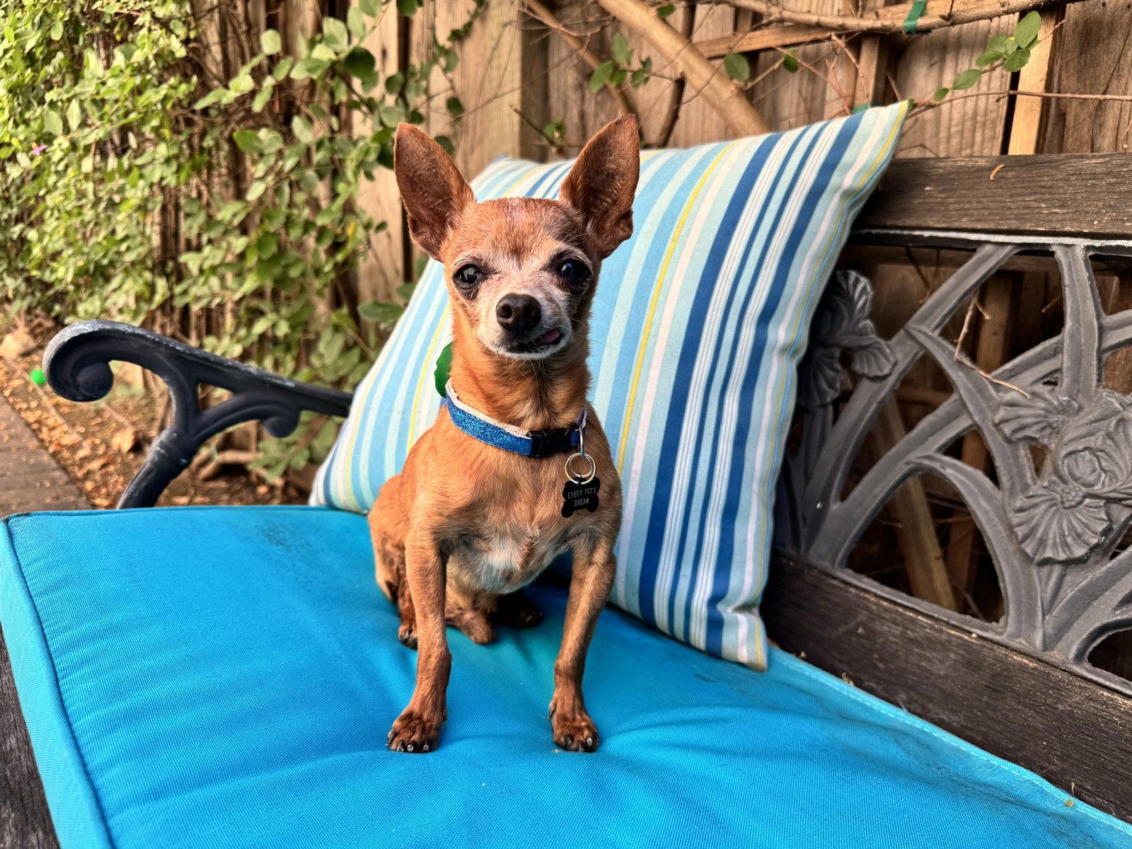 Enlarge Buddy Boy, a Adoptable Chihuahua in Santa Clara, CA image 3/3