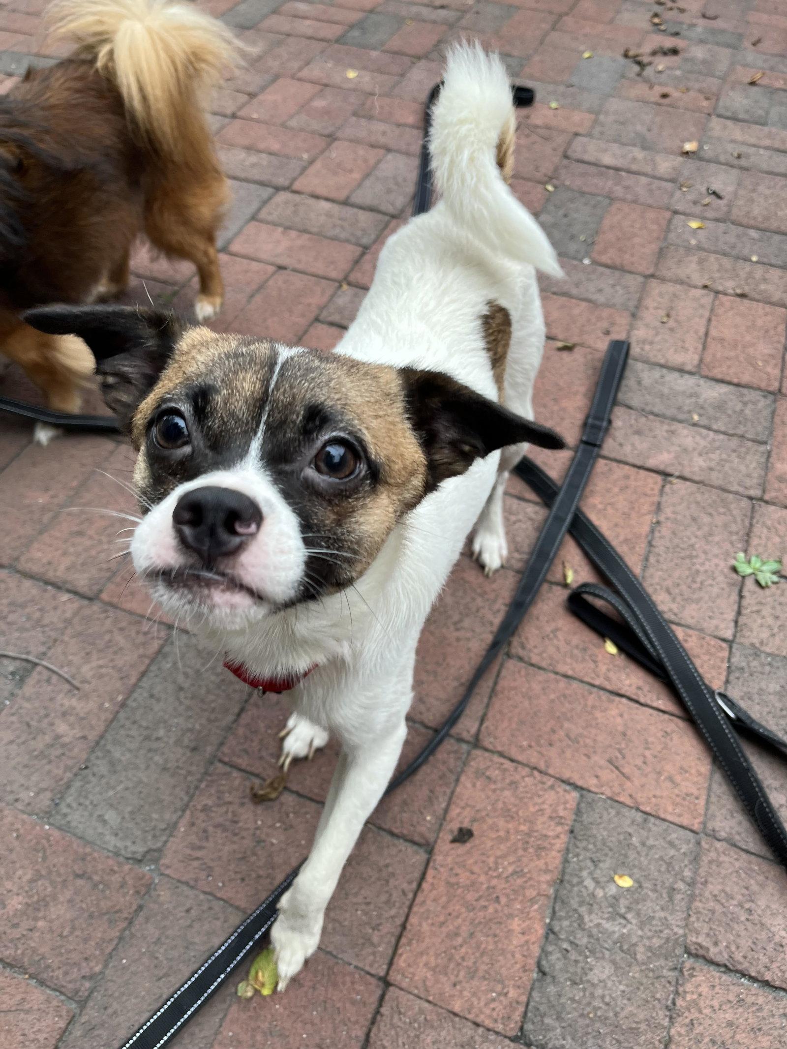 Sir Floorfington, a Adoptable mixed breed in Whitehall, PA image 1/3