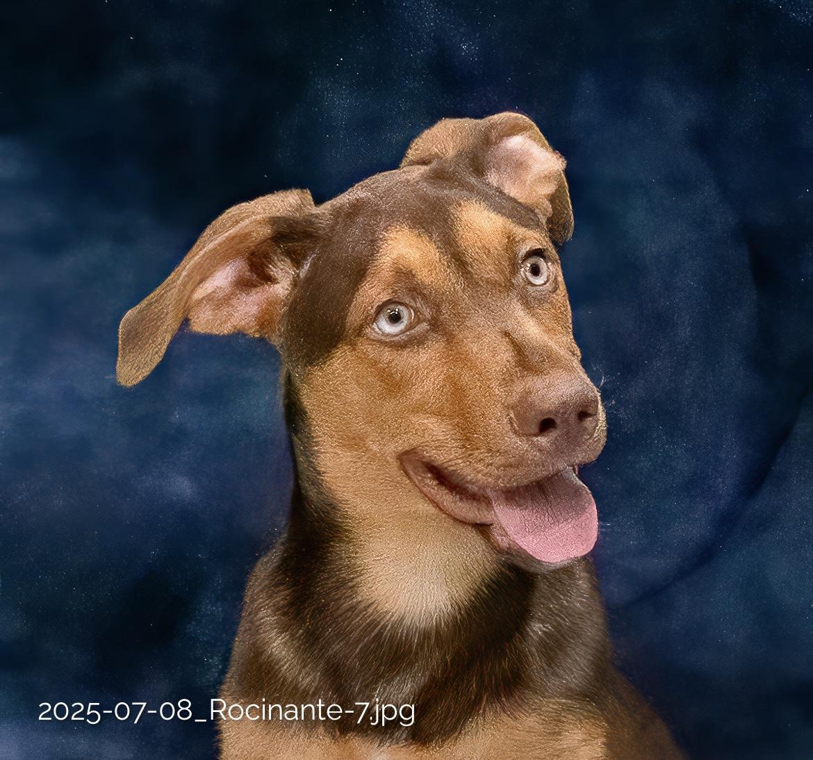Enlarge Rocinate, a Adoptable mixed breed in Seattle, WA image 2/5