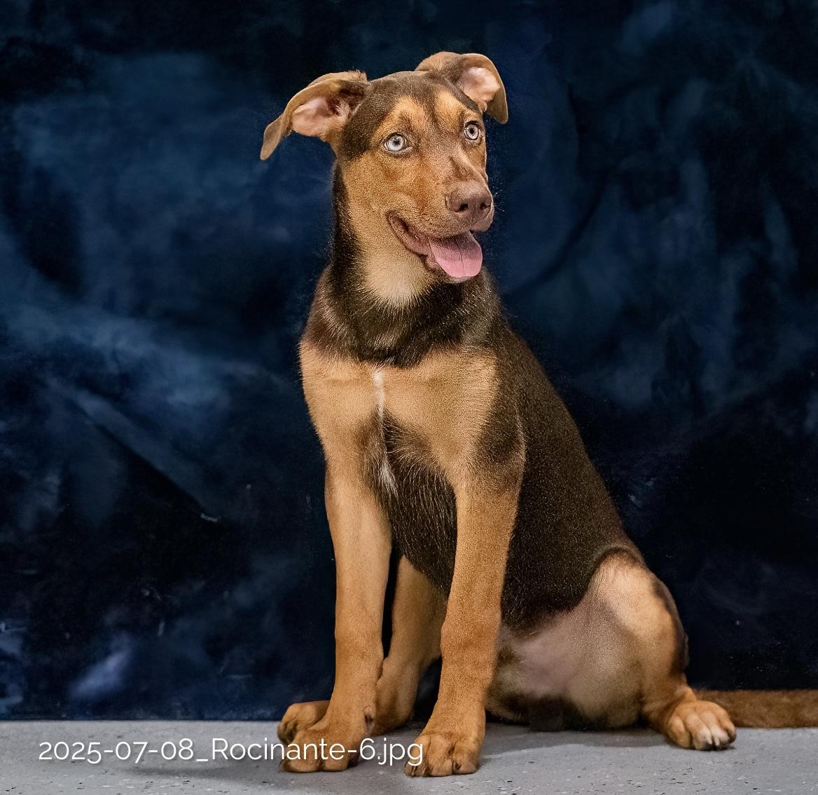 Enlarge Rocinate, a Adoptable mixed breed in Seattle, WA image 5/5