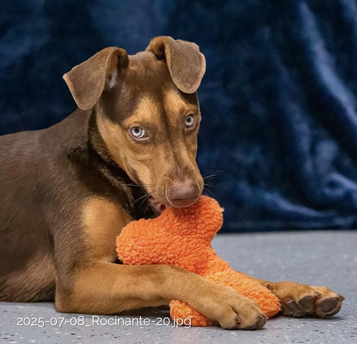 Enlarge Rocinate, a Adoptable mixed breed in Seattle, WA image 1/5