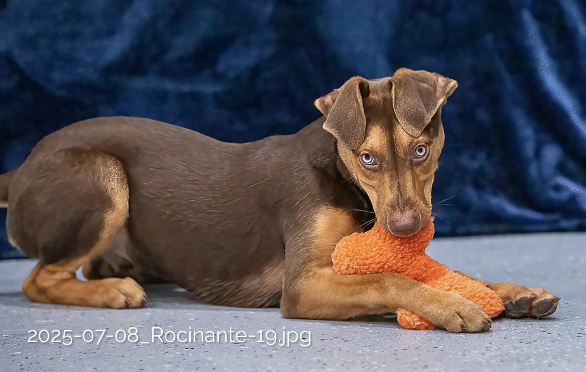 Enlarge Rocinate, a Adoptable mixed breed in Seattle, WA image 3/5