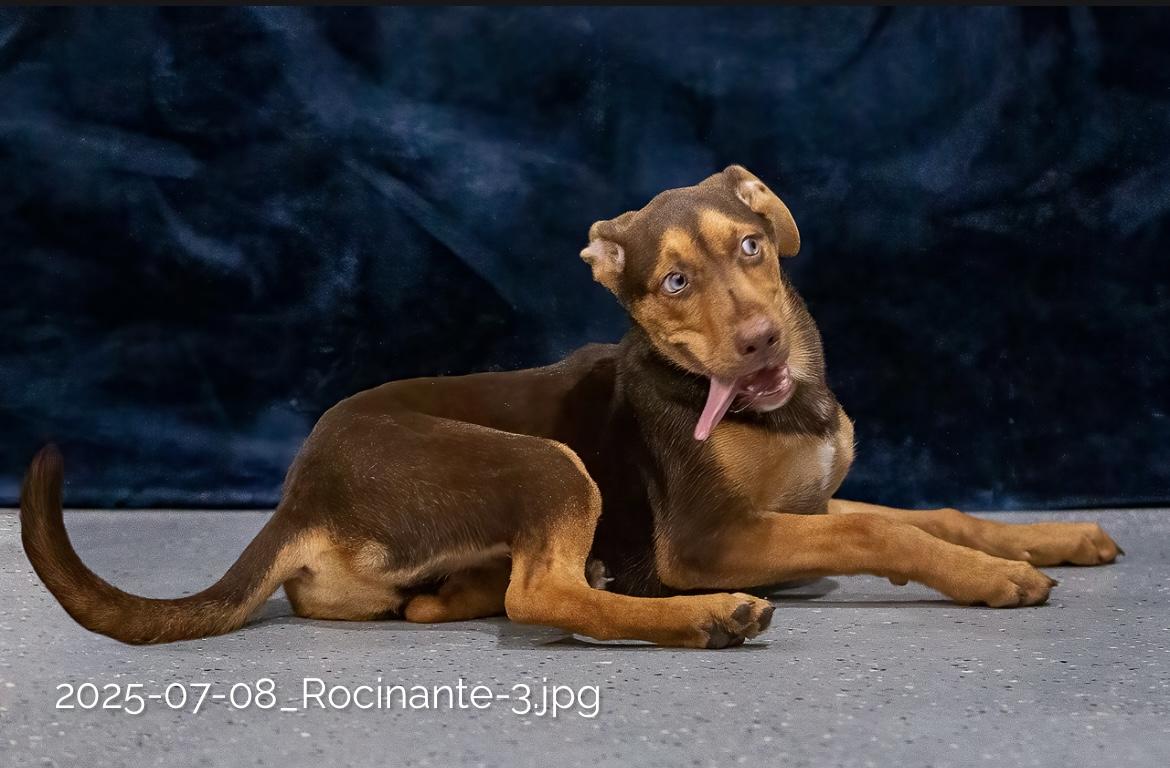 Enlarge Rocinate, a Adoptable mixed breed in Seattle, WA image 4/5