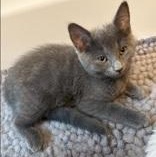 Yeya (bonded with Tootsie), a ADOPTABLE mixed breed in Scarborough, ON image 3/5
