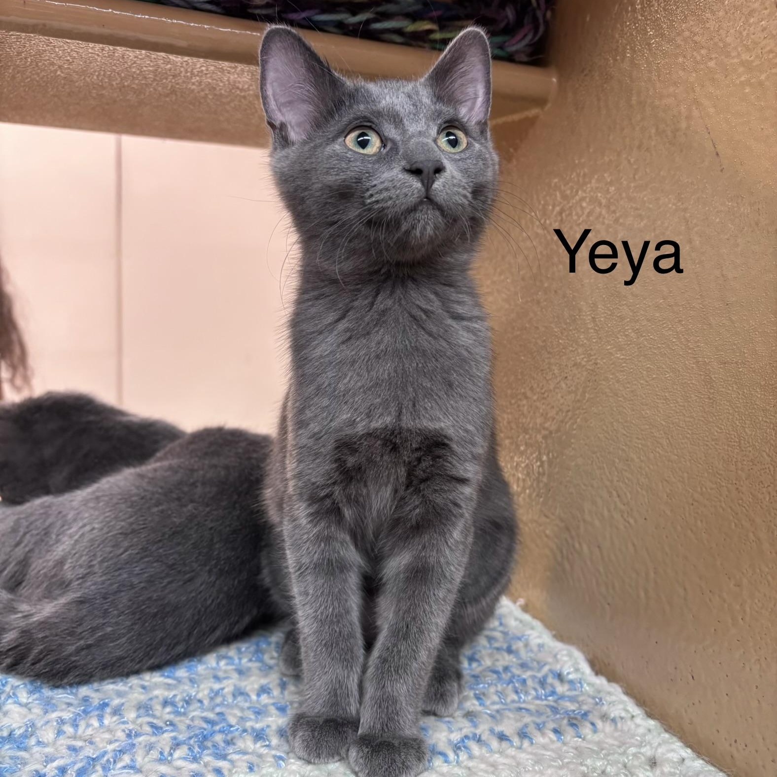 Yeya (bonded with Tootsie), ADOPTABLE, Kitten Female Domestic Short Hair.