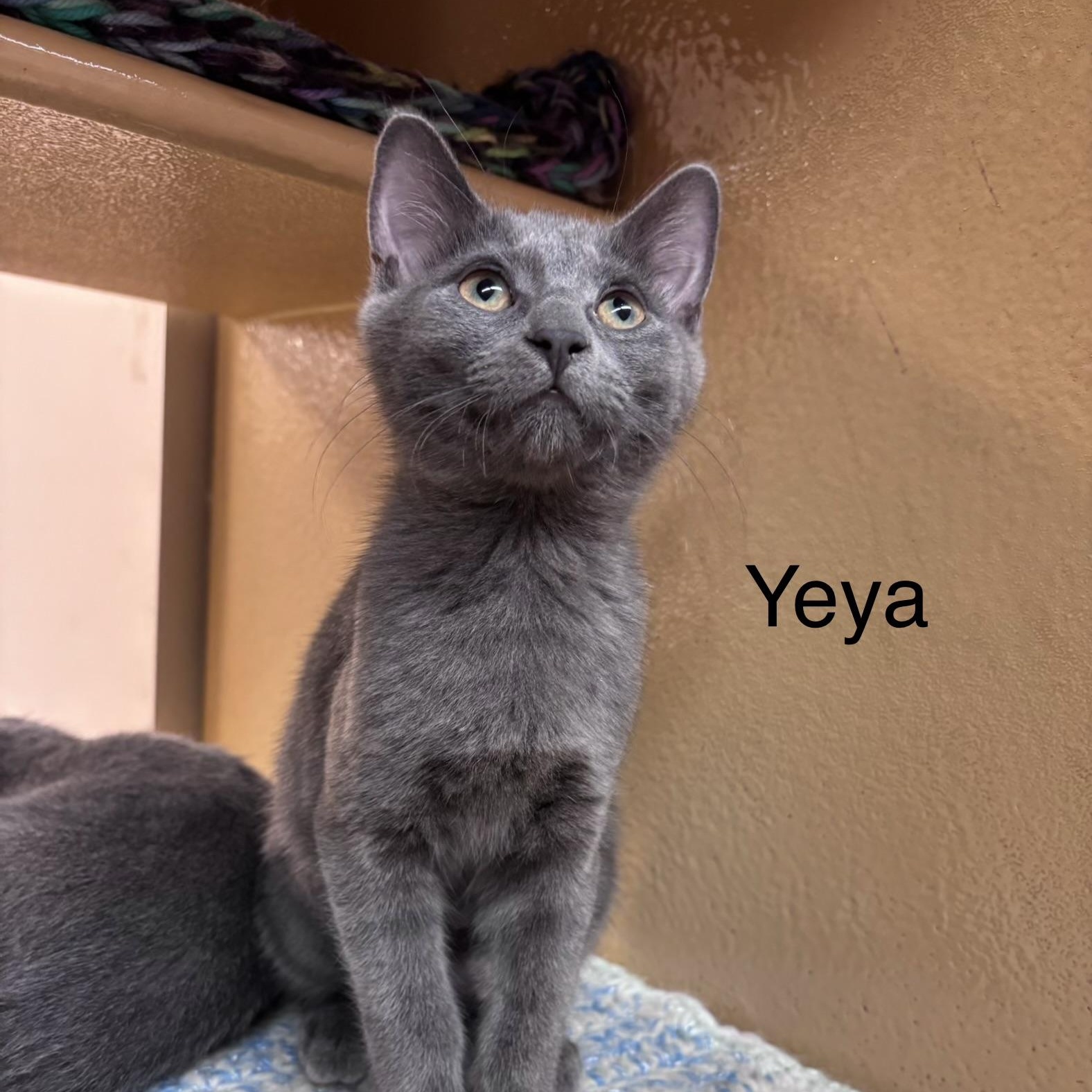 Yeya (bonded with Tootsie), a ADOPTABLE mixed breed in Scarborough, ON image 5/5