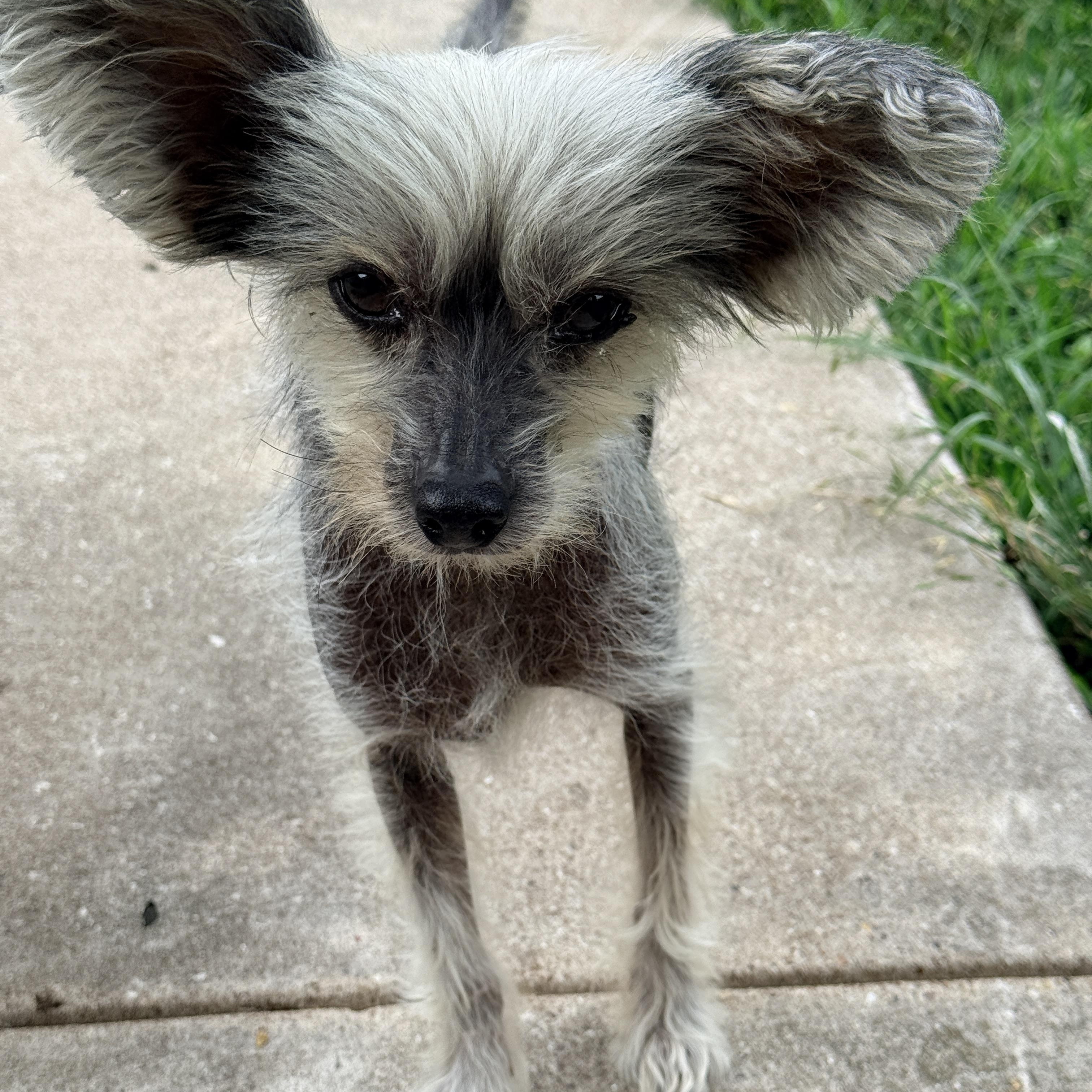 Enlarge Gizmo, a ADOPTABLE Chinese Crested Dog in Houston, TX image 2/6