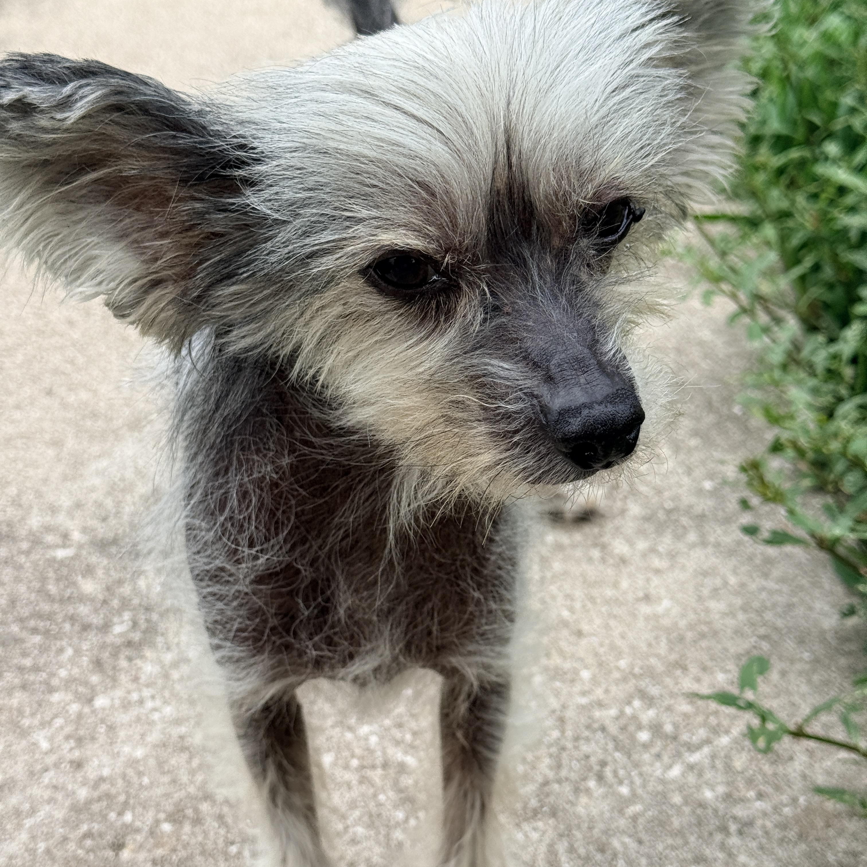 Enlarge Gizmo, a ADOPTABLE Chinese Crested Dog in Houston, TX image 4/6