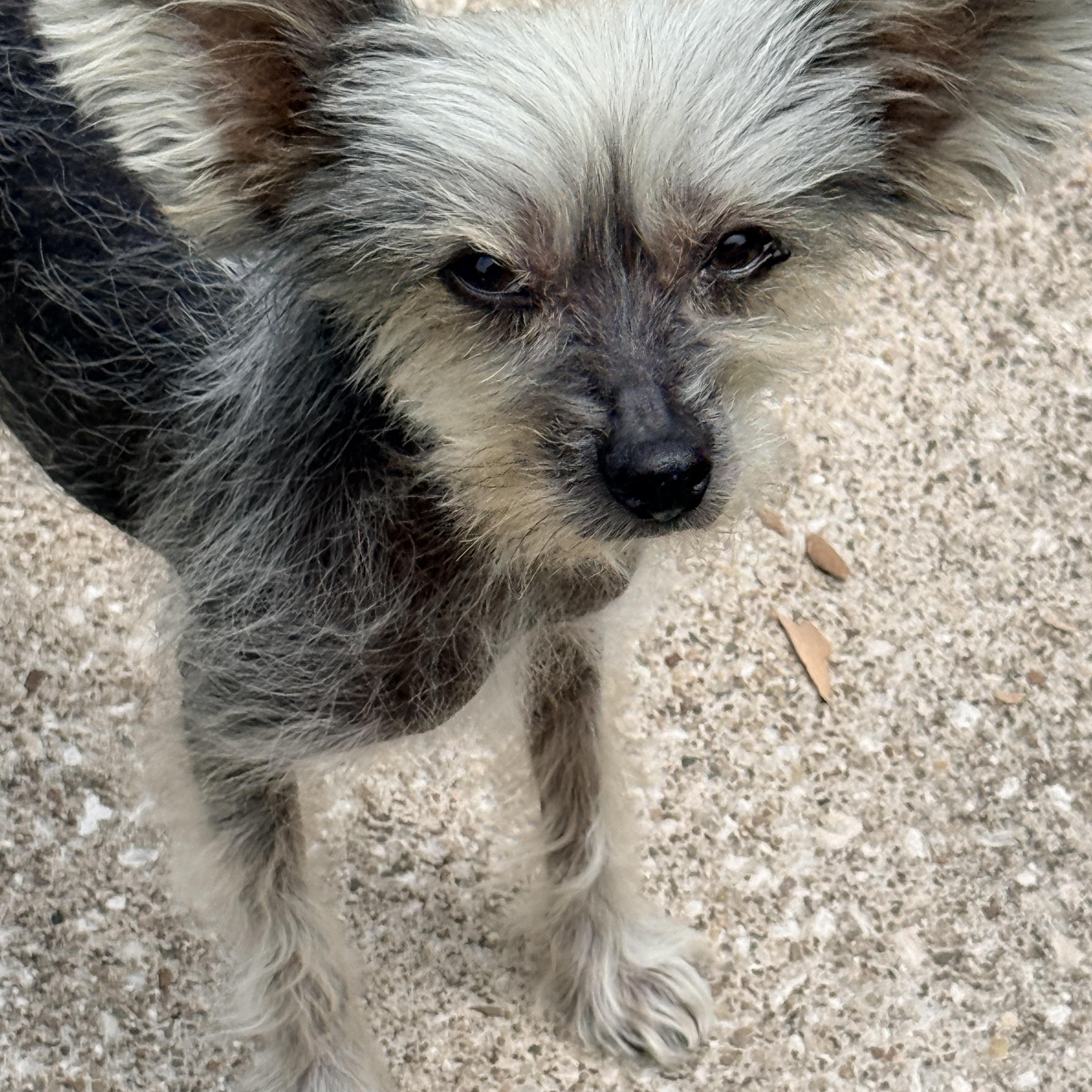 Enlarge Gizmo, a ADOPTABLE Chinese Crested Dog in Houston, TX image 3/6