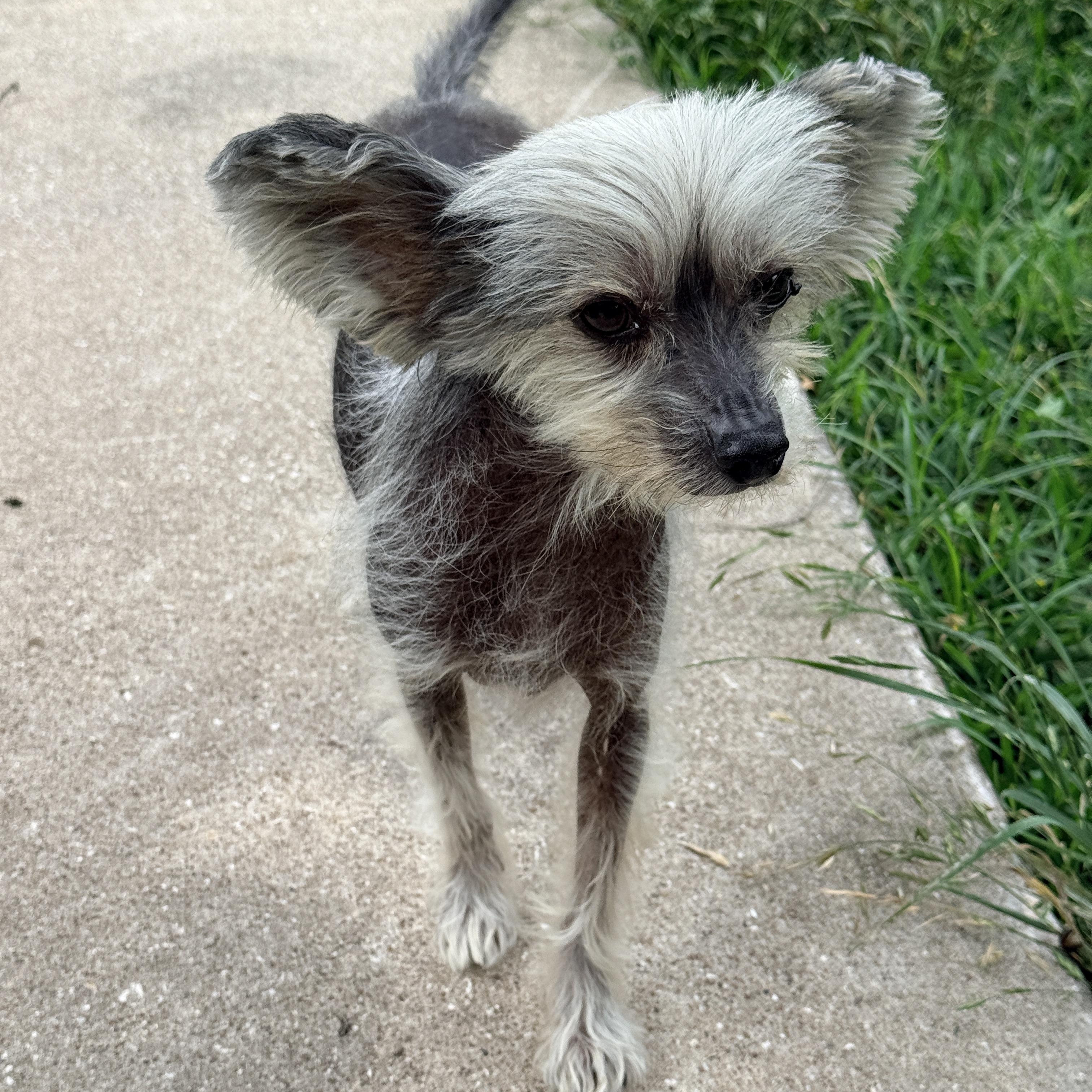 Enlarge Gizmo, a ADOPTABLE Chinese Crested Dog in Houston, TX image 6/6