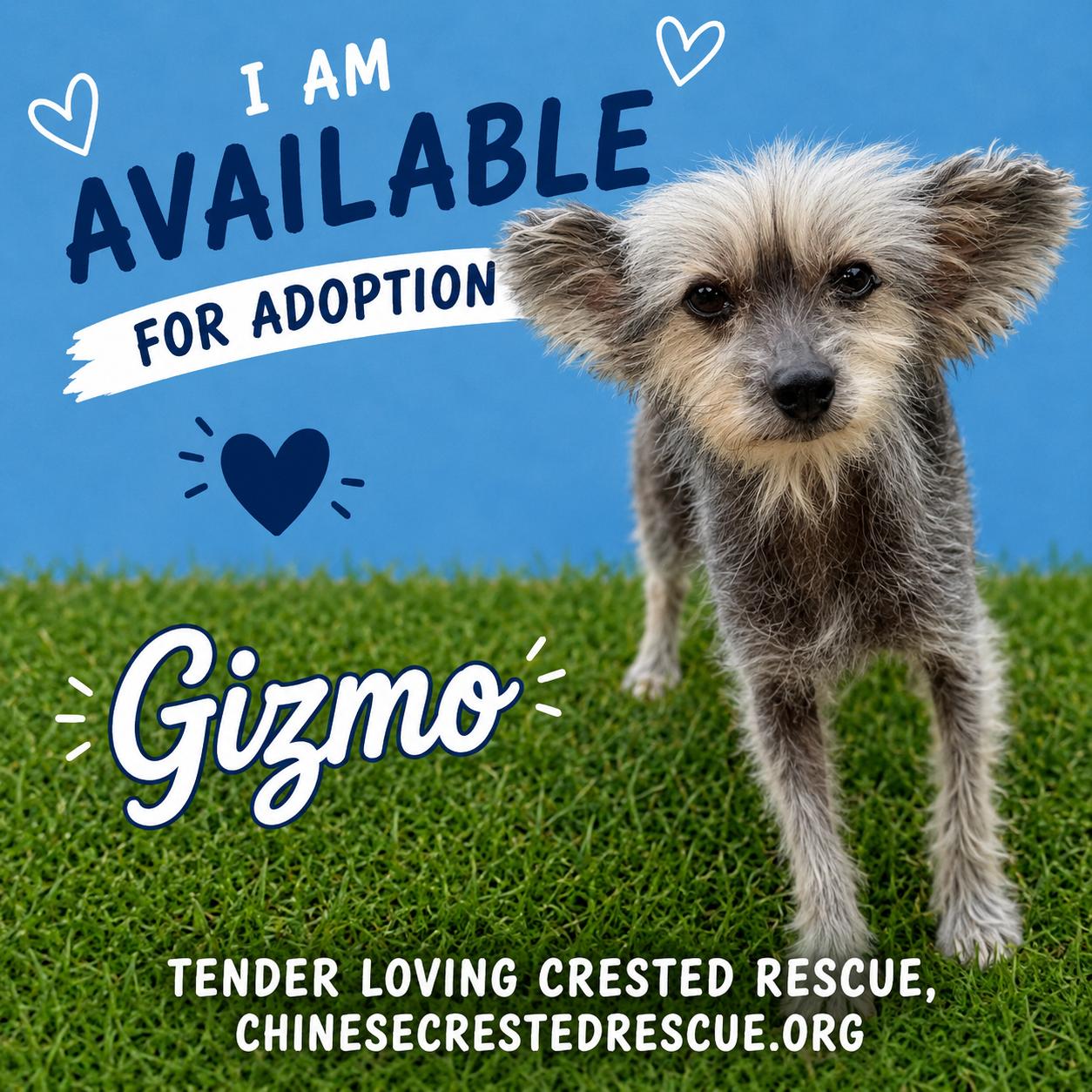Enlarge Gizmo, a ADOPTABLE Chinese Crested Dog in Houston, TX image 1/6