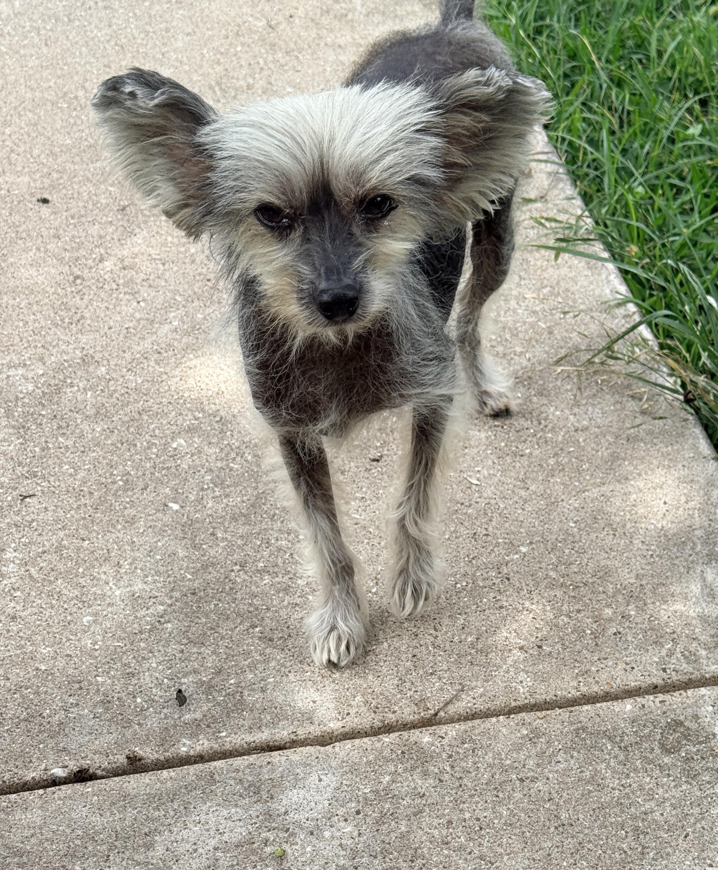 Enlarge Gizmo, a ADOPTABLE Chinese Crested Dog in Houston, TX image 5/6