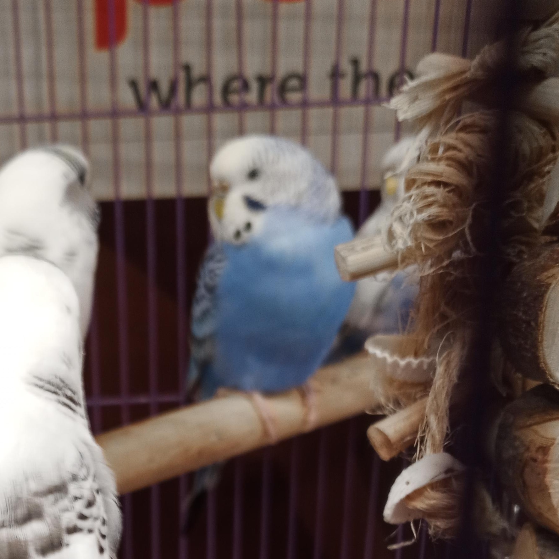 Enlarge Michelle, a ADOPTABLE Budgie / Budgerigar in Modesto, CA image 1/1