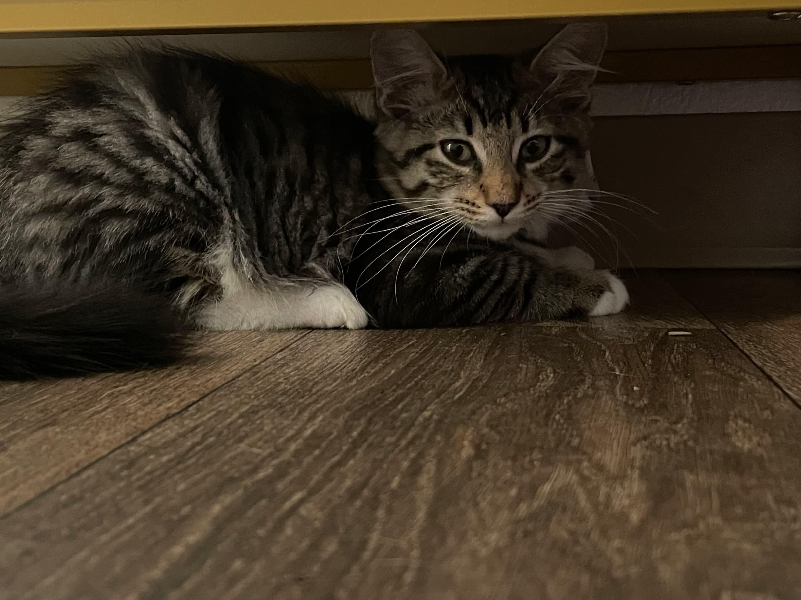 Biscuit, a ADOPTABLE mixed breed in Gladstone, OR image 2/5