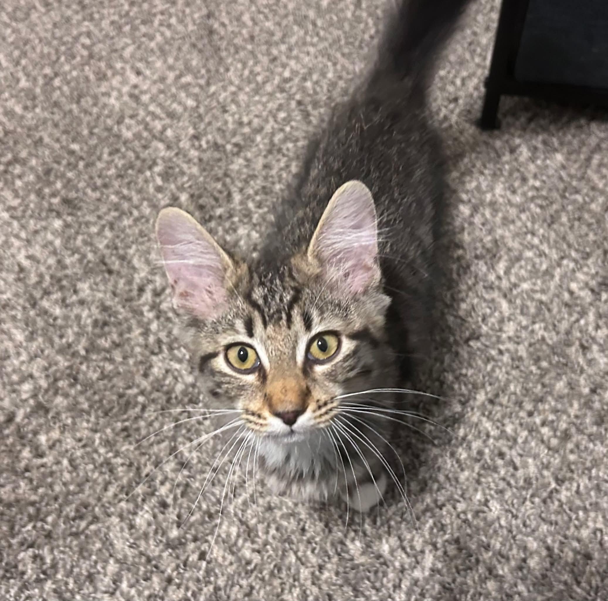 Biscuit, a ADOPTABLE mixed breed in Gladstone, OR image 5/5