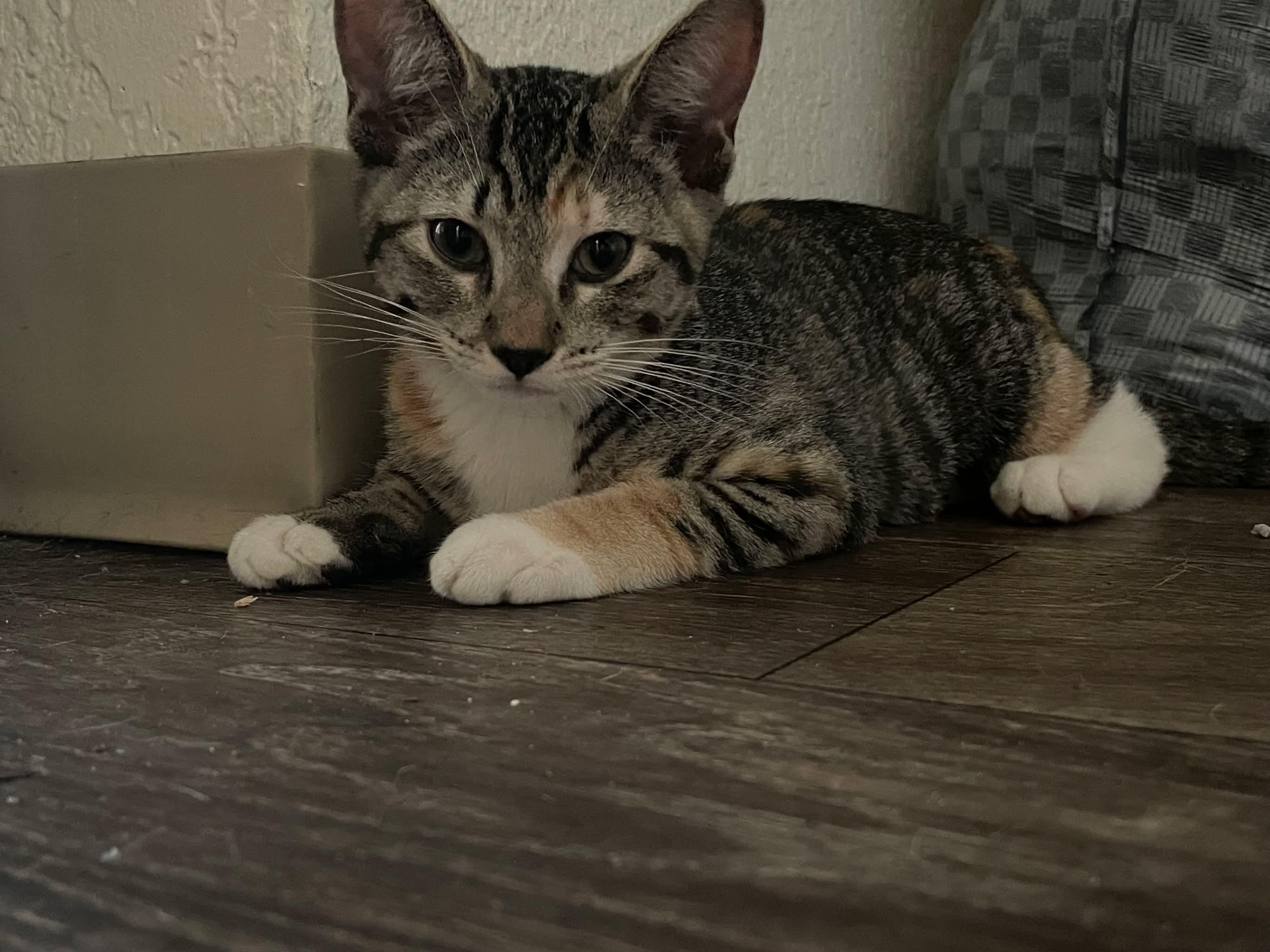 Biscuit, a ADOPTABLE mixed breed in Gladstone, OR image 3/5