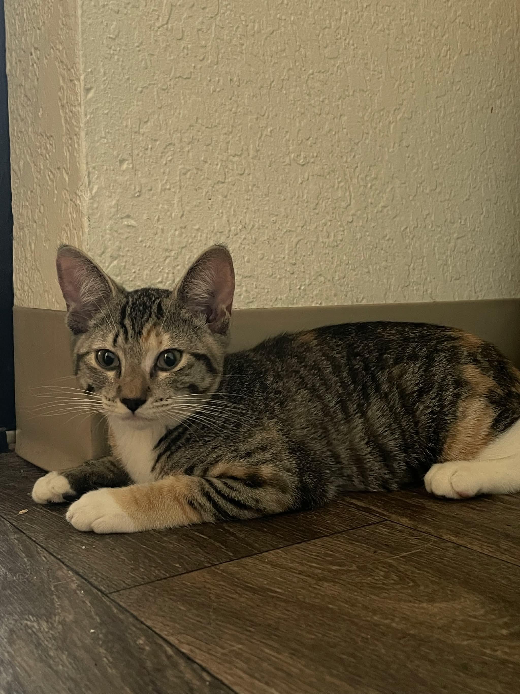 Biscuit, ADOPTABLE, Kitten Female Tabby & Domestic Short Hair.
