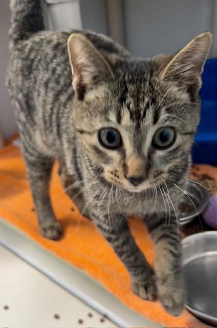 Enlarge Cookie, an adopted Domestic Short Hair in Margate, FL image 1/1