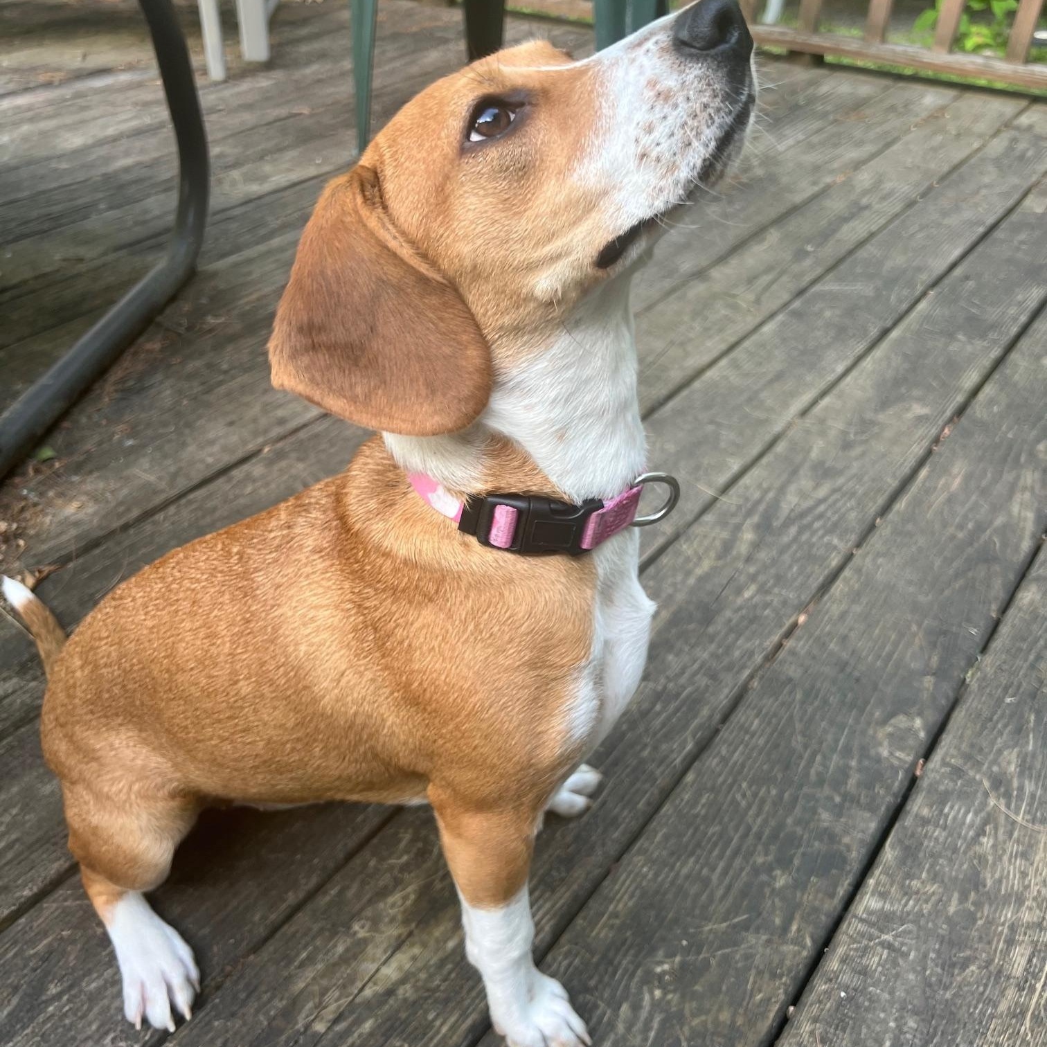 Nellie 2