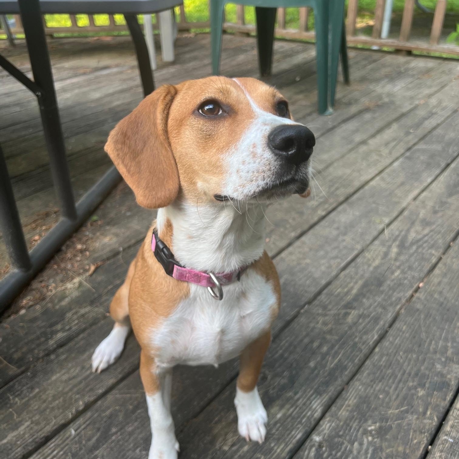 Nellie 3