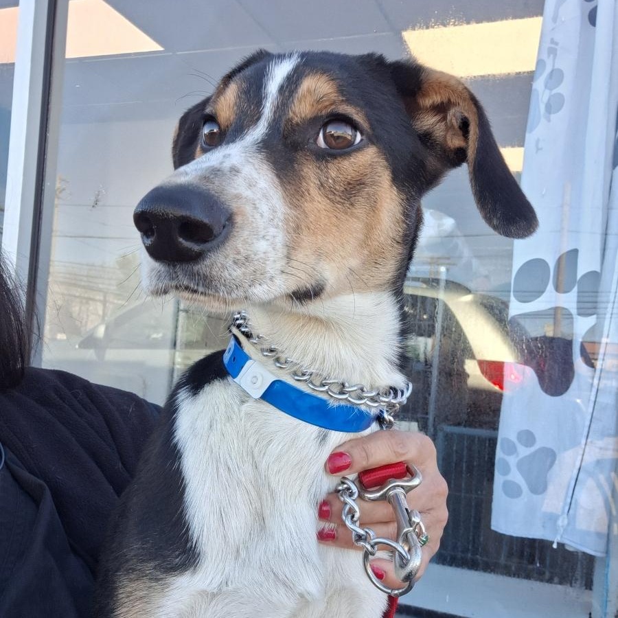 Charlie, ADOPTABLE, Puppy Male Hound.