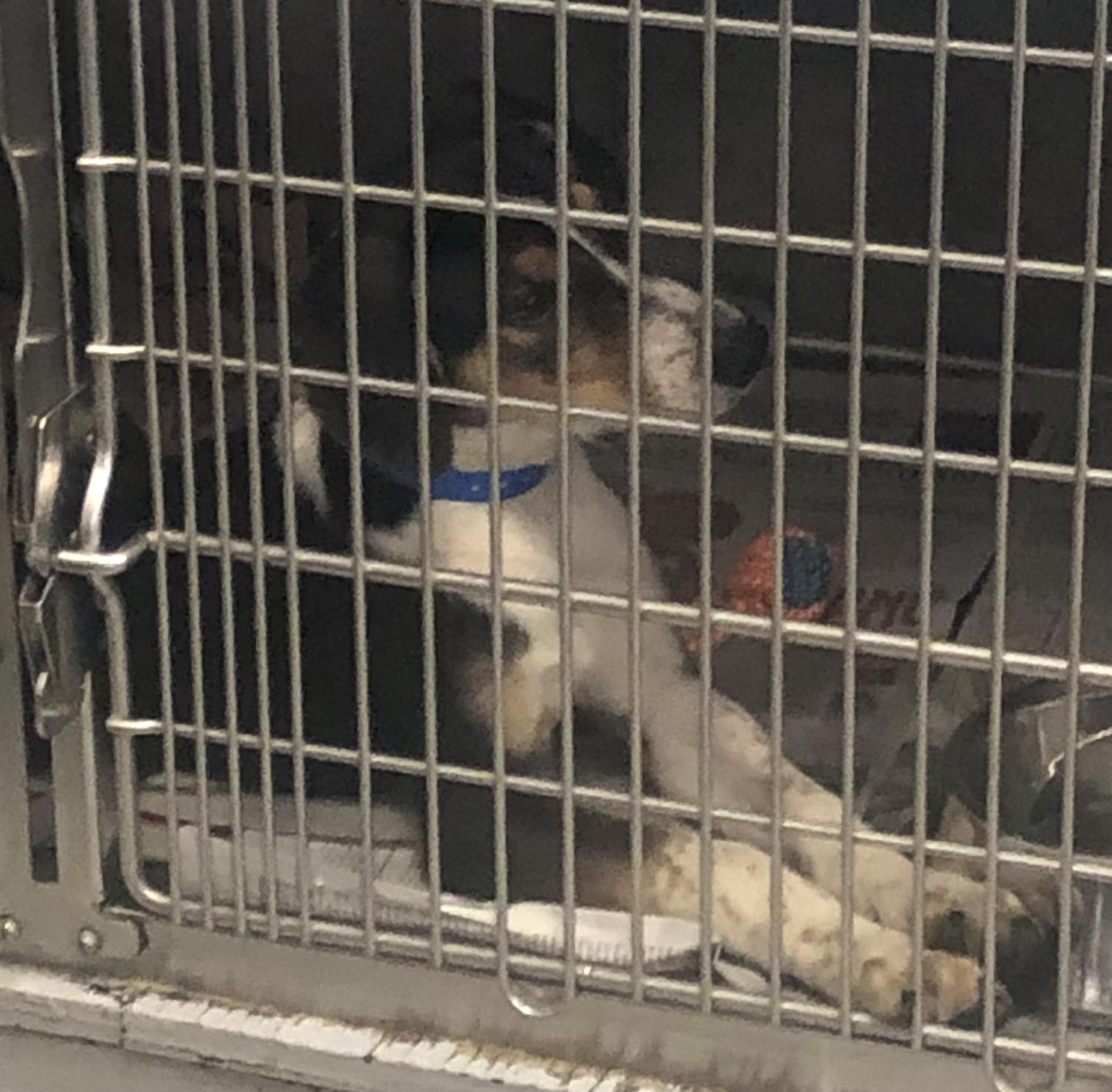 Enlarge Charlie, a ADOPTABLE mixed breed in Parma, OH image 2/2