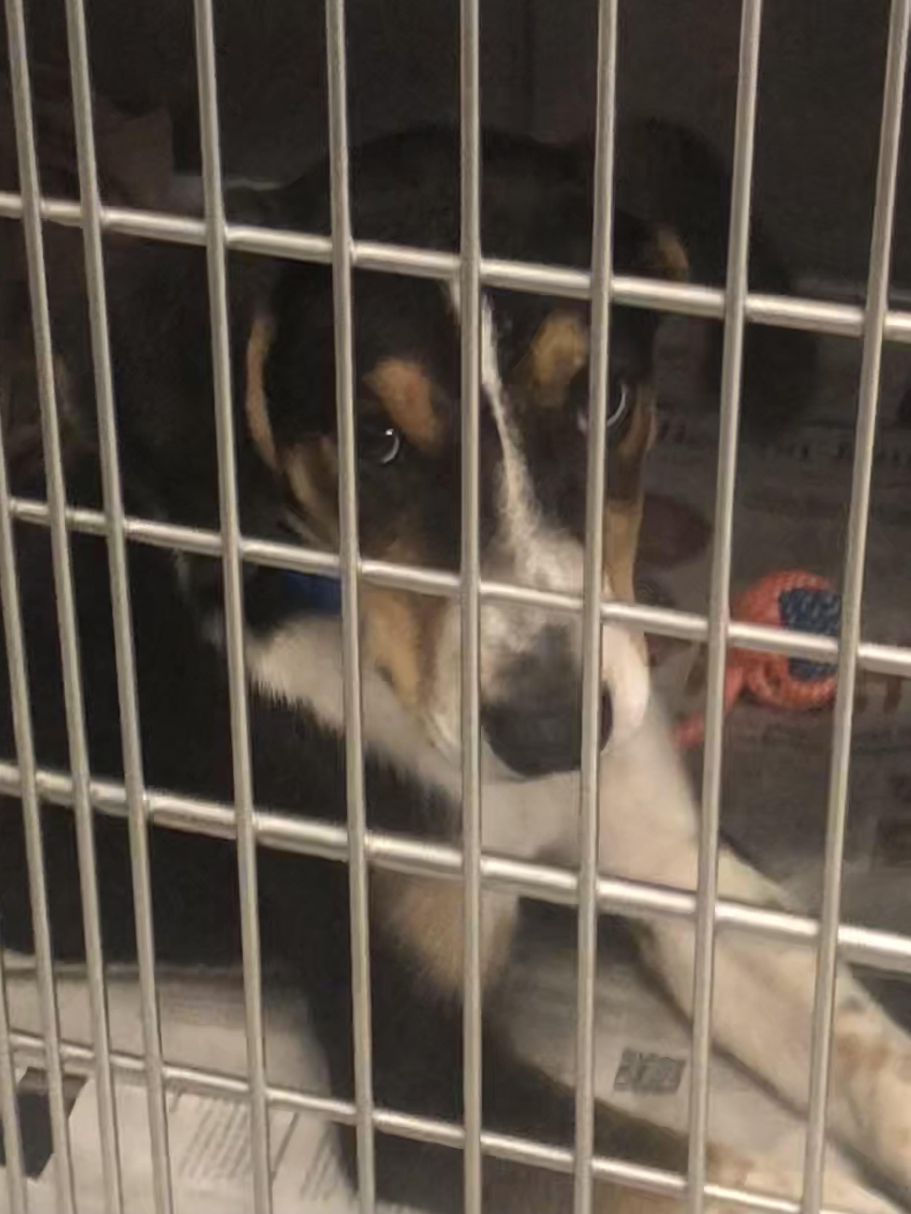 Enlarge Charlie, a ADOPTABLE mixed breed in Parma, OH image 1/2