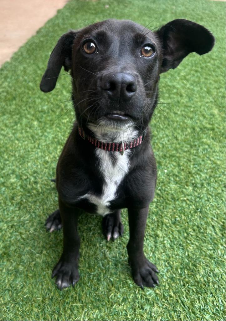 Martie, Adoptable, Puppy Male Labrador Retriever & Mixed Breed.