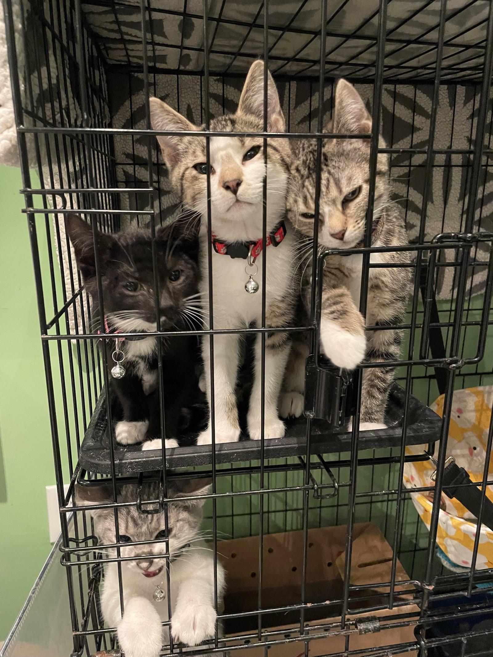 Armani, Adoptable, Kitten Female Tabby.