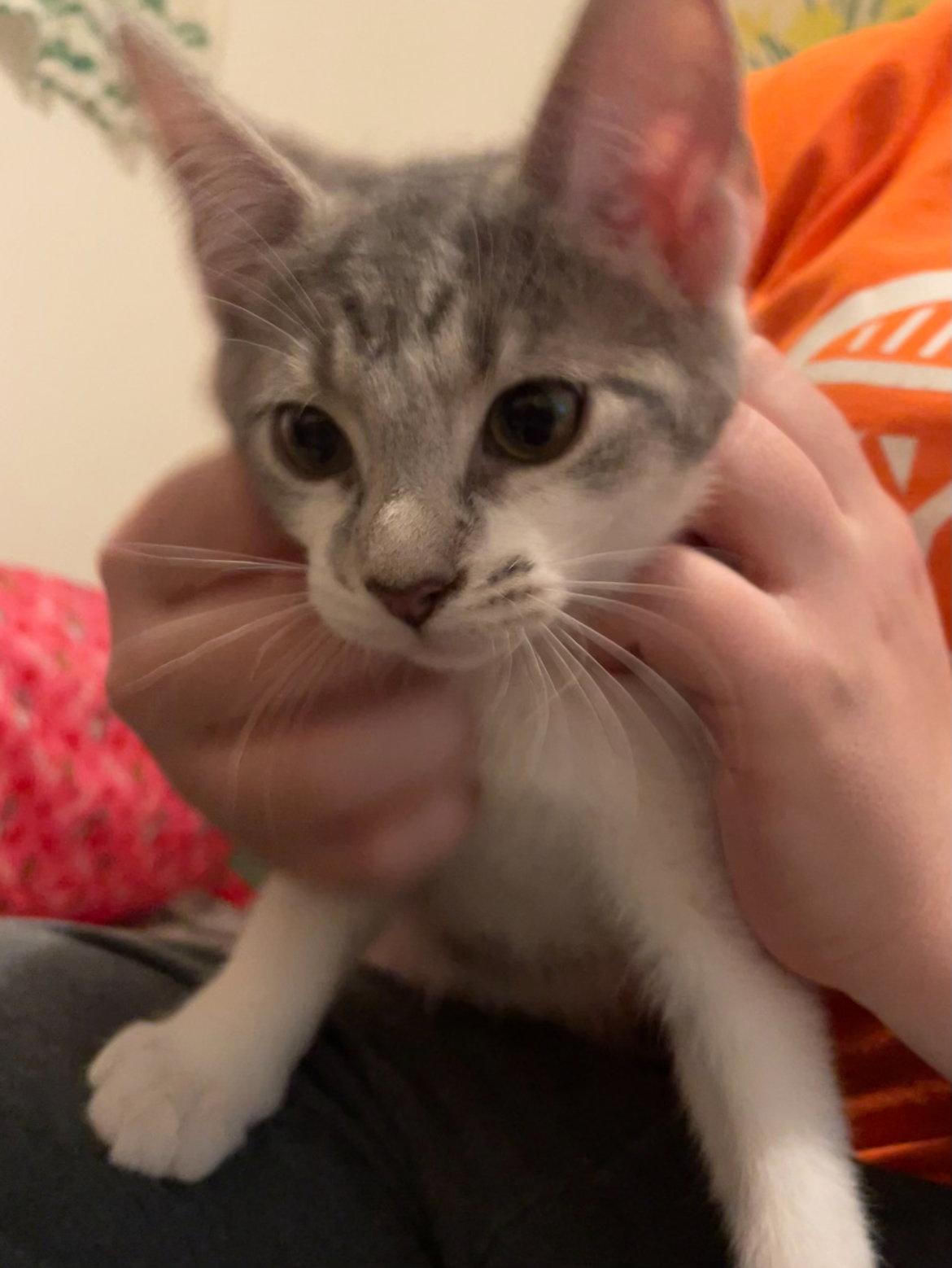 Enlarge Armani, a Adoptable Tabby in Philadelphia, PA image 2/3