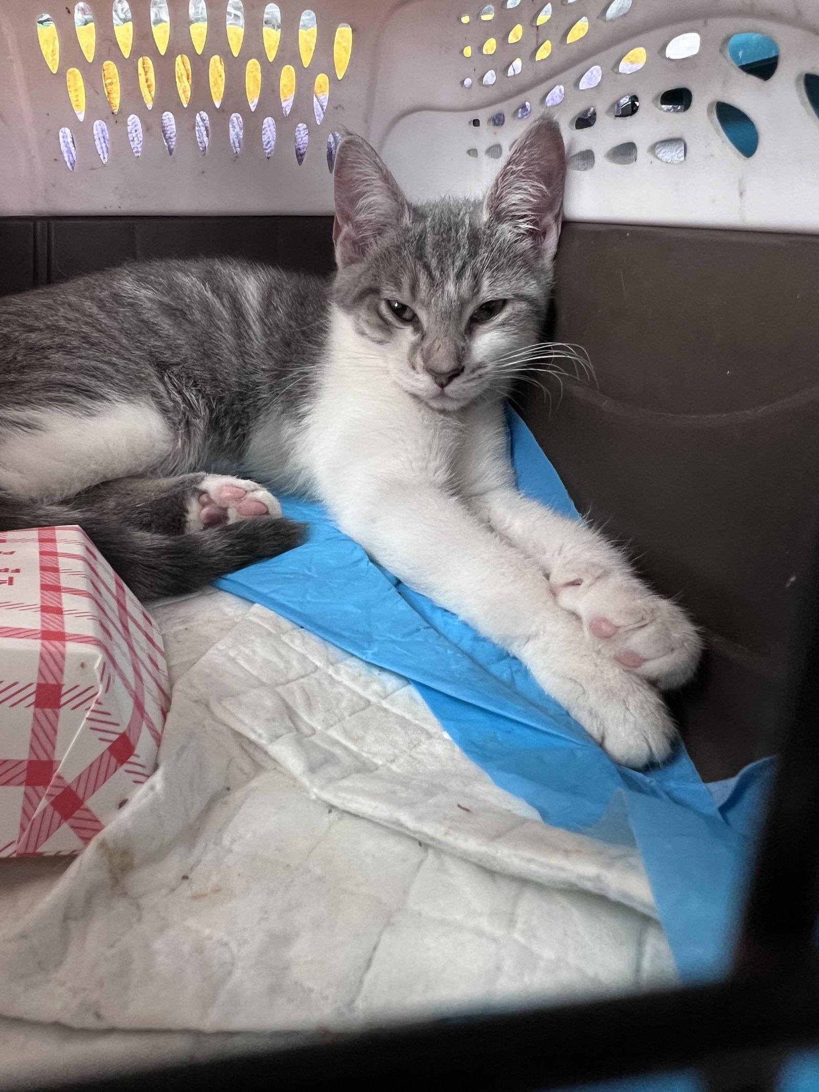 Enlarge Armani, a Adoptable Tabby in Philadelphia, PA image 3/3