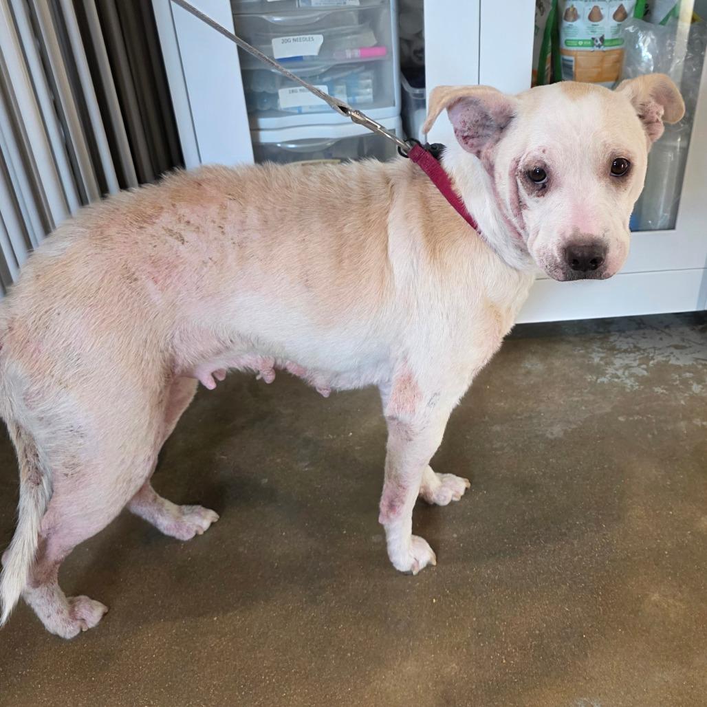 Lilly, Adoptable, Adult Female Mixed Breed.