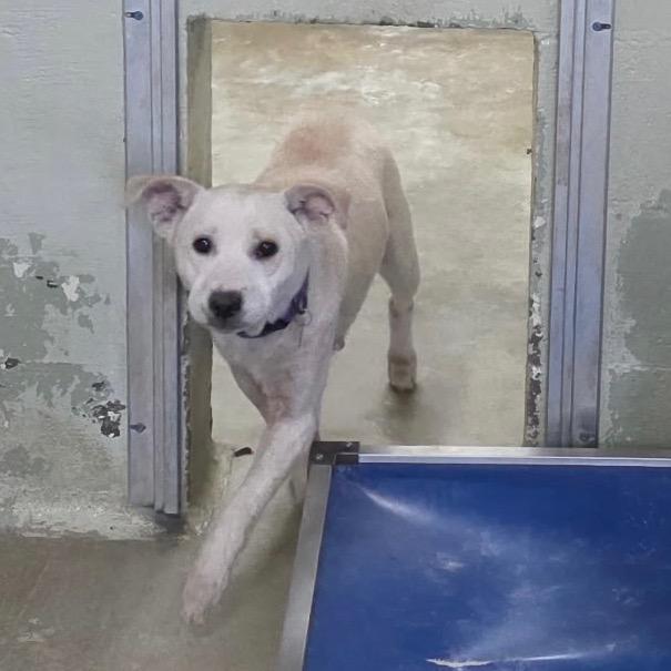 Enlarge Lilly, a Adoptable Mixed Breed in Eureka Springs, AR image 2/2