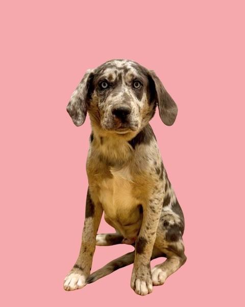 124-26, adopted, Young Male Catahoula Leopard Dog & Great Dane.