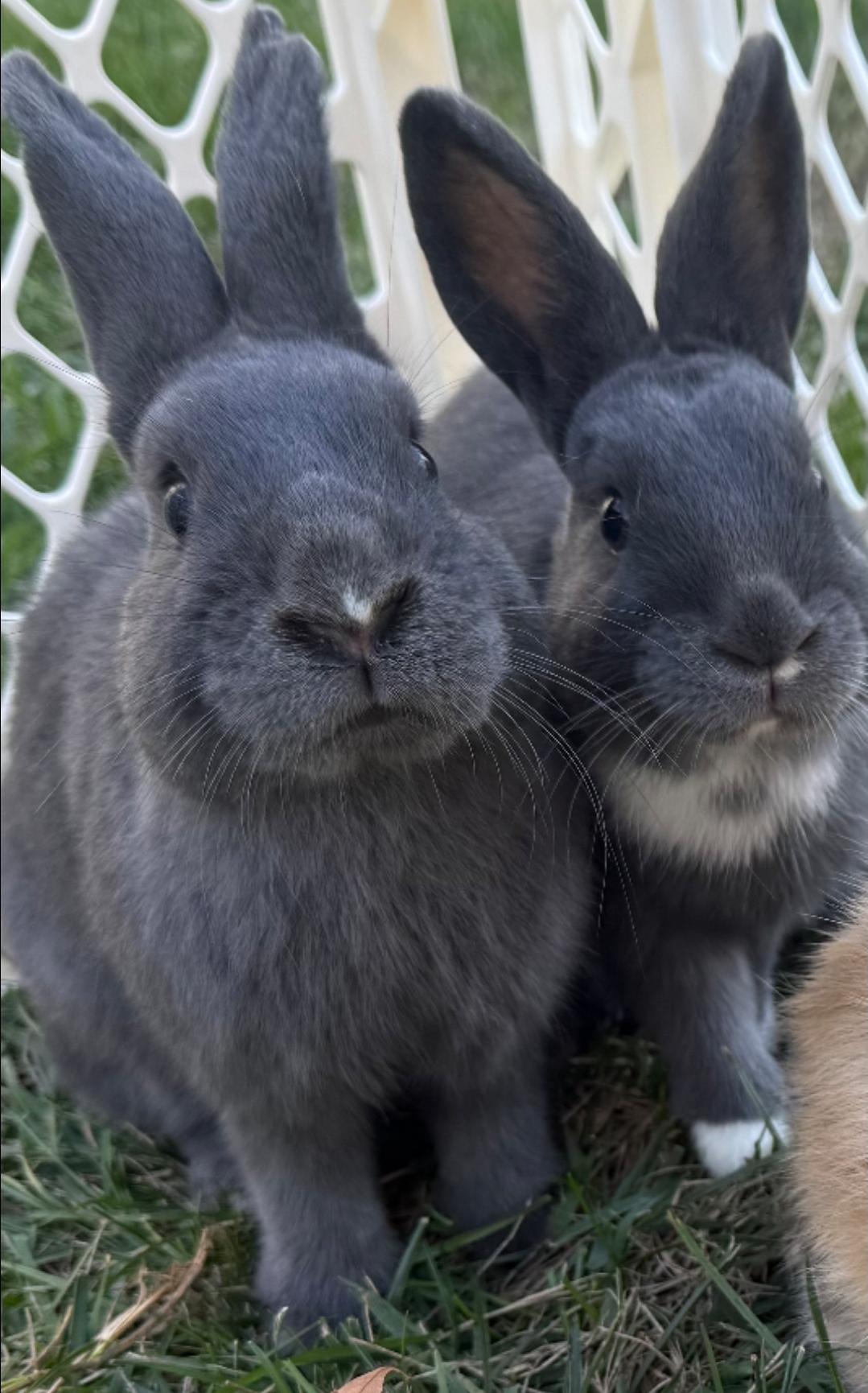 Bun Bun & Pip, ADOPTABLE, Young Male American.