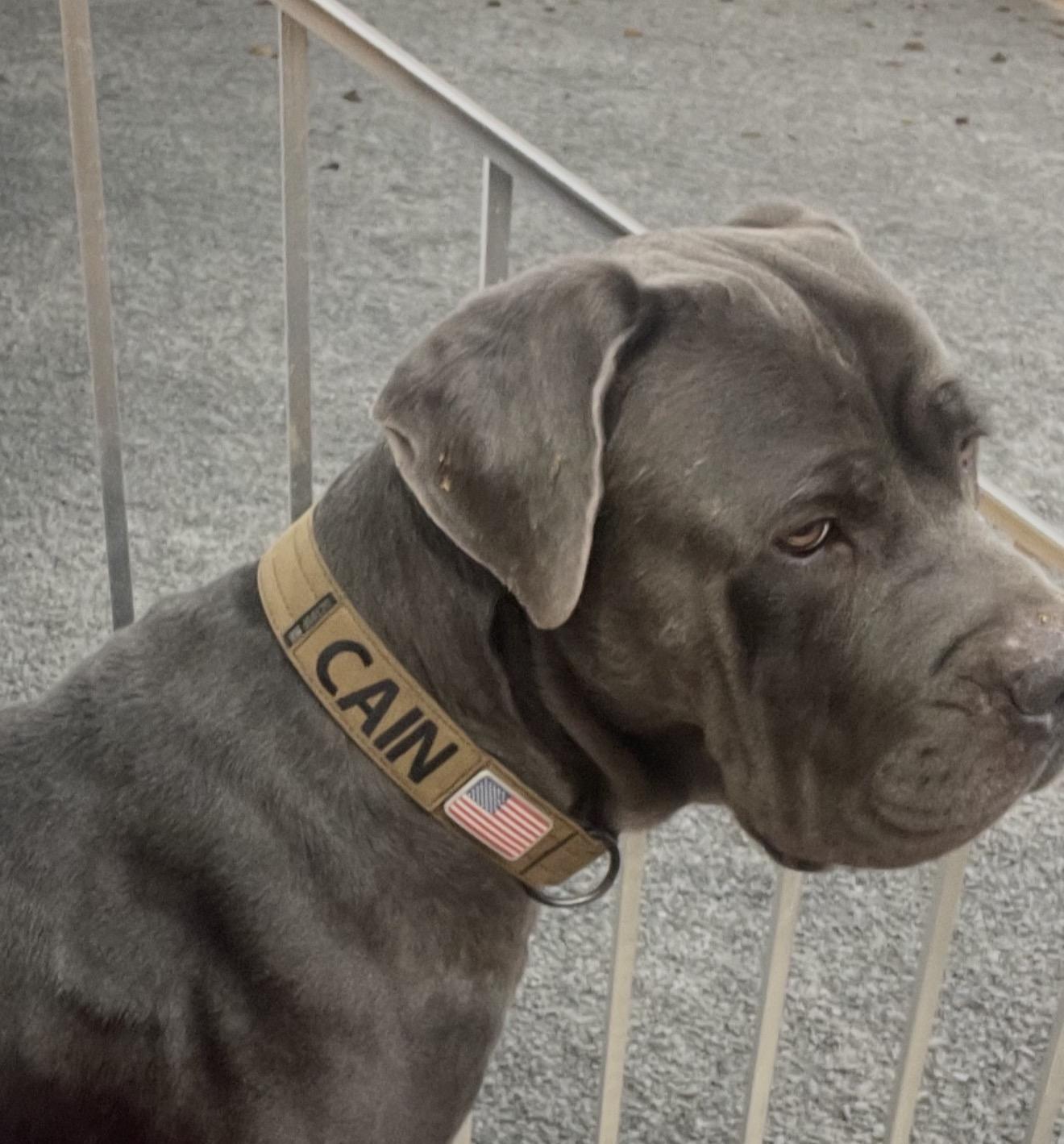 Enlarge Cain, an adoptable Cane Corso in Junction City, KY image 1/6