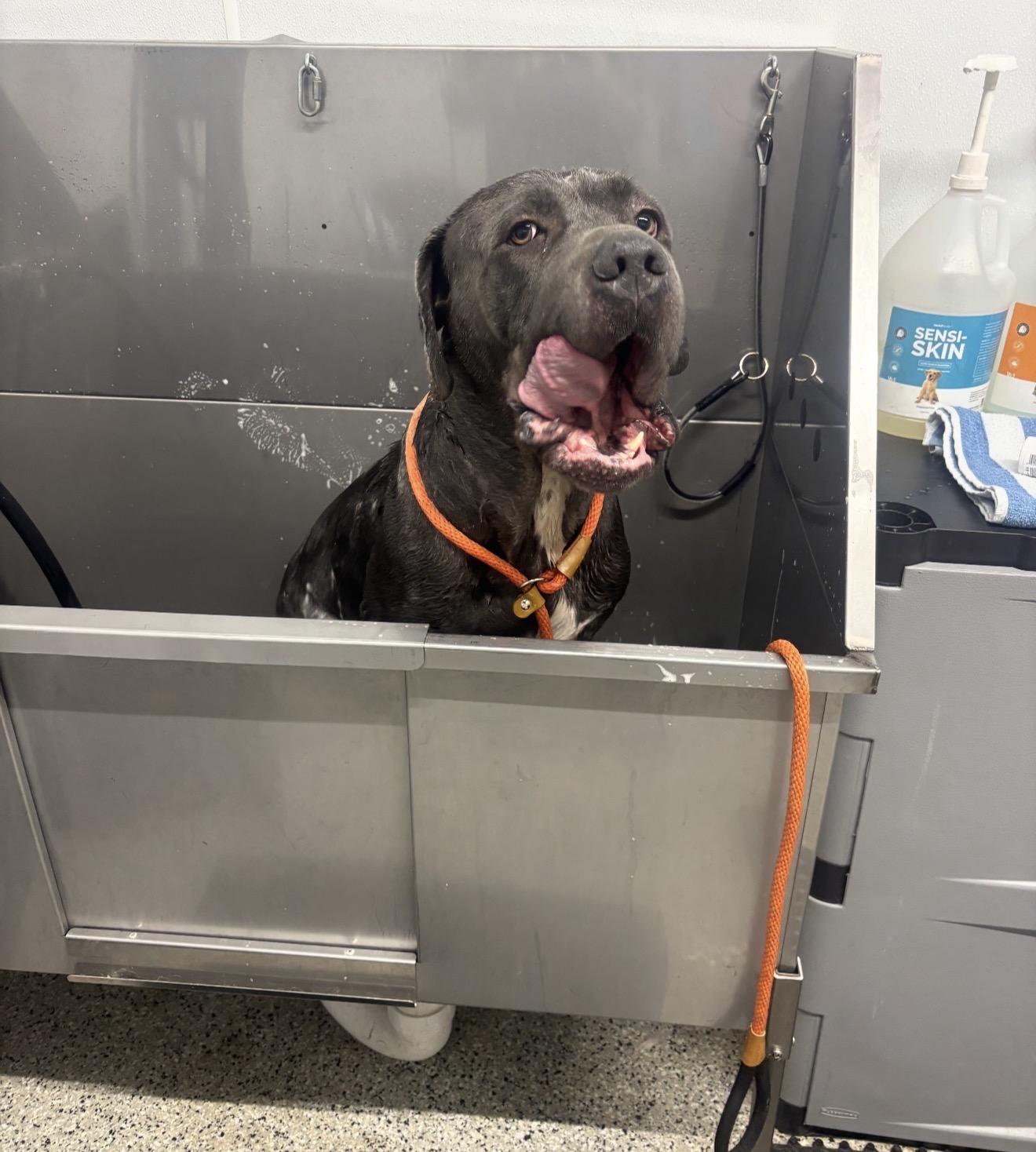 Enlarge Cain, an adoptable Cane Corso in Junction City, KY image 6/6