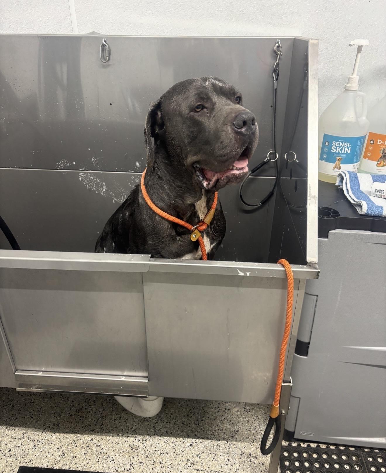 Enlarge Cain, an adoptable Cane Corso in Junction City, KY image 3/6