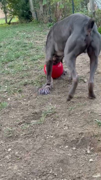 Enlarge Cain, an adoptable Cane Corso in Junction City, KY video 3/4