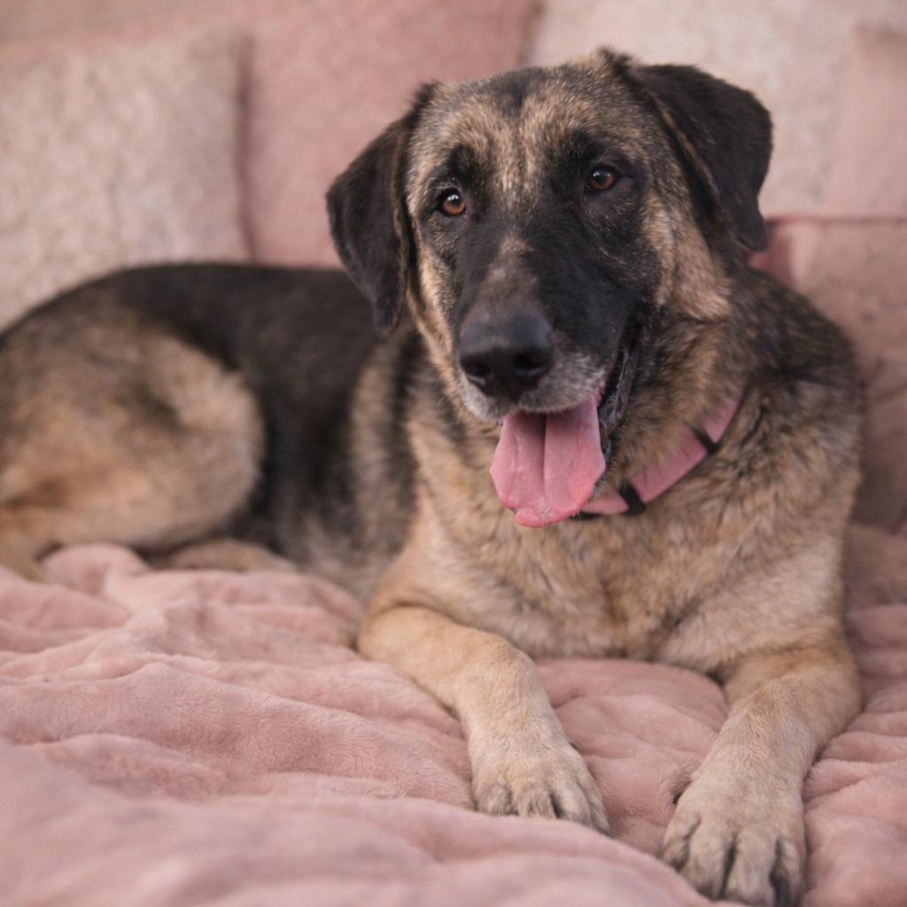 ZOLA (Beautiful, Affectionate, Loyal, Friendly) — thumbnail 5