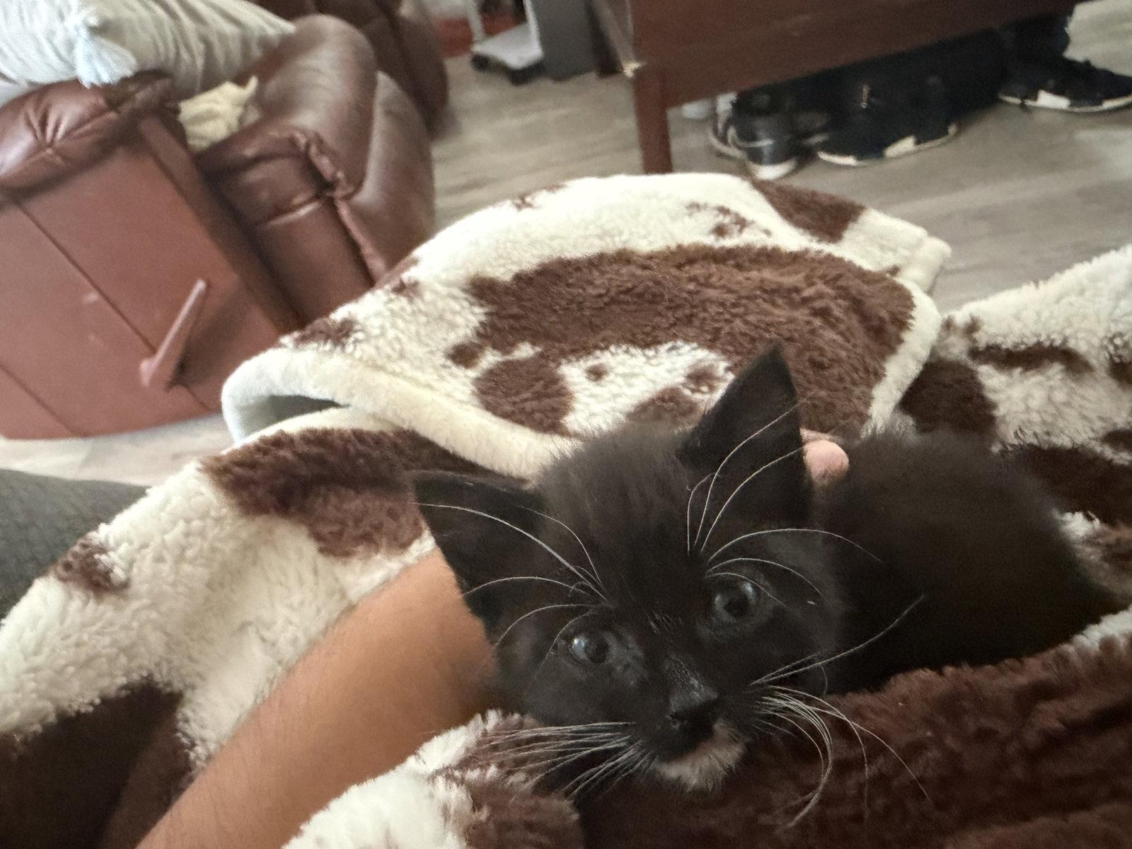 Doya Kris King, Adopted, Kitten Female Tuxedo.