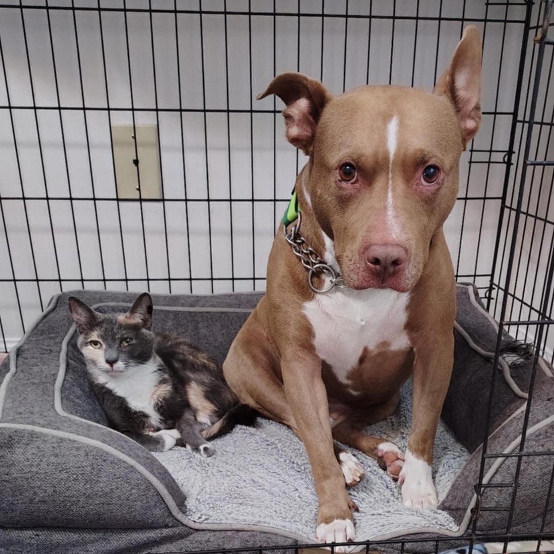 Amber, Adoptable, Adult Female Domestic Short Hair.