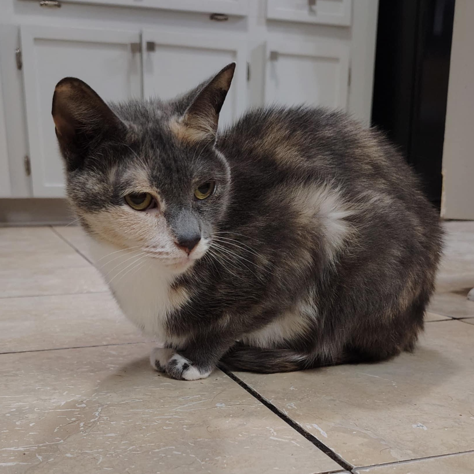 Amber, a Adoptable Domestic Short Hair in LITTLE MOUNTAIN, SC image 3/6