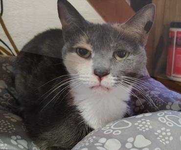 Amber, a Adoptable Domestic Short Hair in LITTLE MOUNTAIN, SC image 6/6