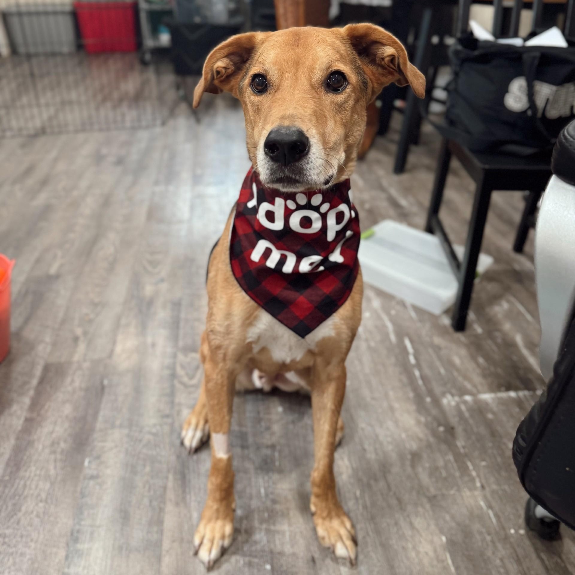 Daario, Adoptable, Senior Male Mixed Breed & Labrador Retriever.