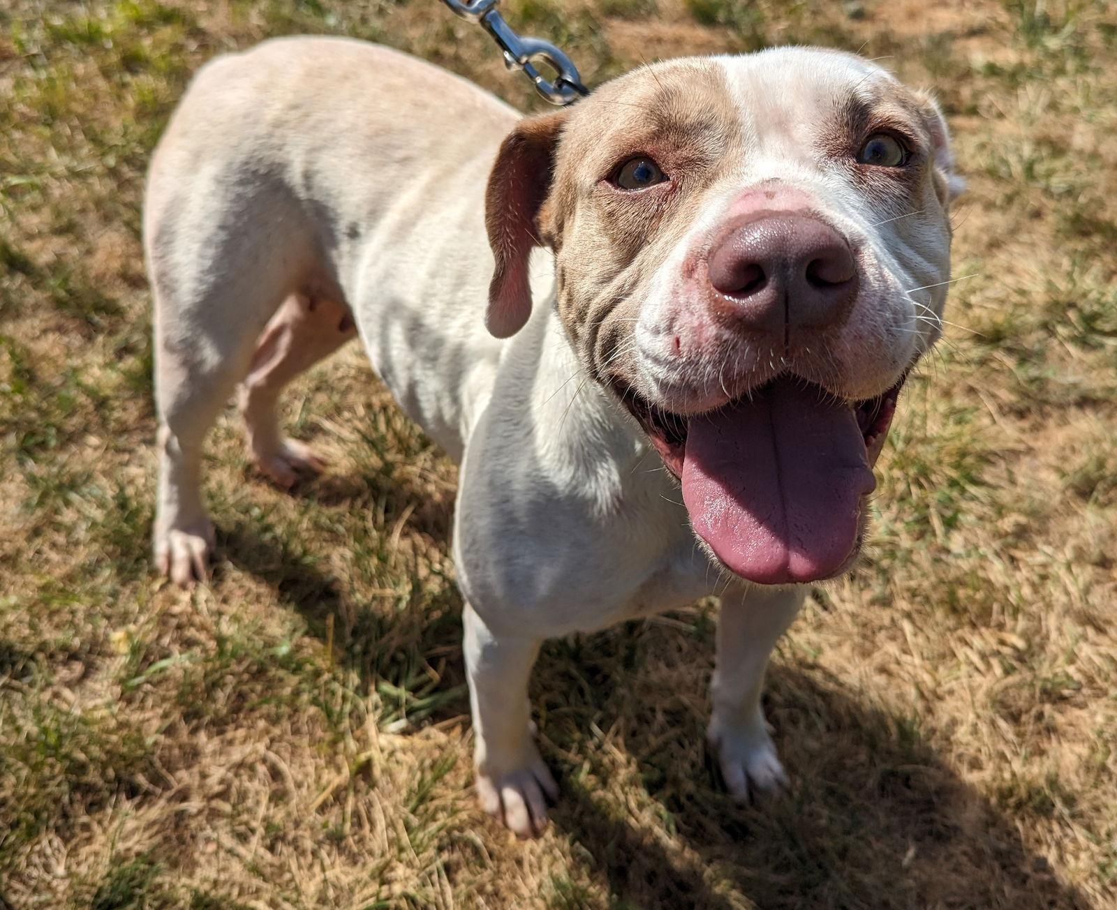 Enlarge Camina, a Adoptable Pit Bull Terrier in New Castle, DE image 2/5