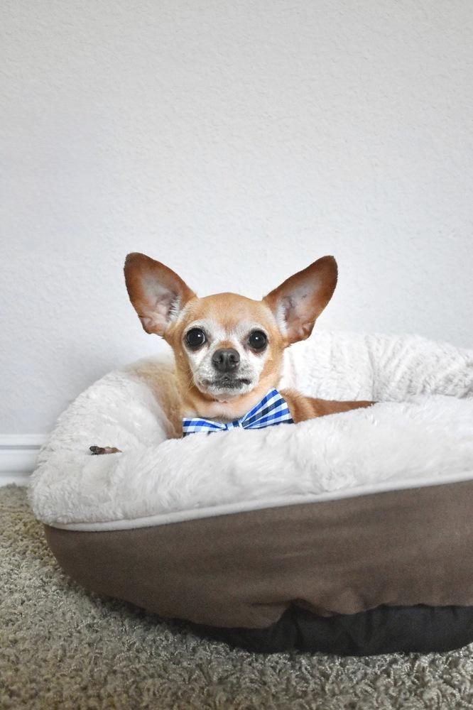 Puchi, Adoptable, Senior Male Chihuahua.
