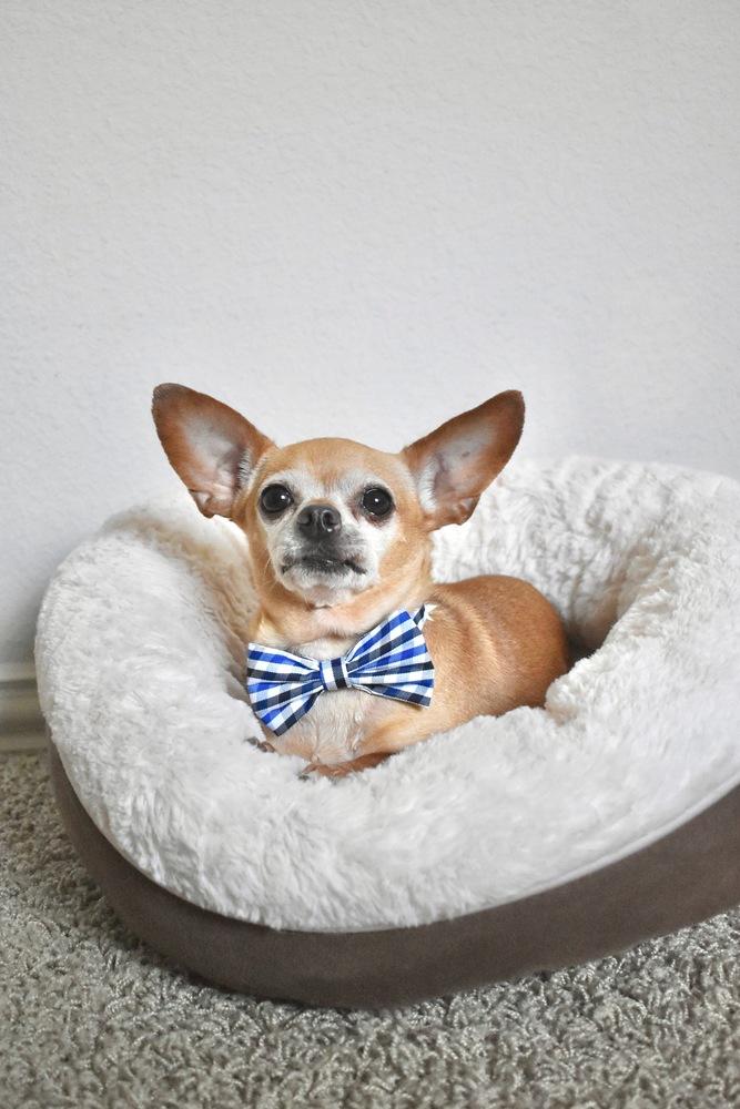 Enlarge Puchi, a Adoptable Chihuahua in Frisco, TX image 2/4